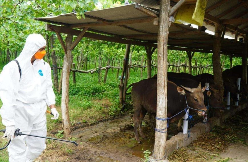 Kasus LSD di Gerokgak Terkendali, Lalu Lintas Sapi Ditutup Sementara