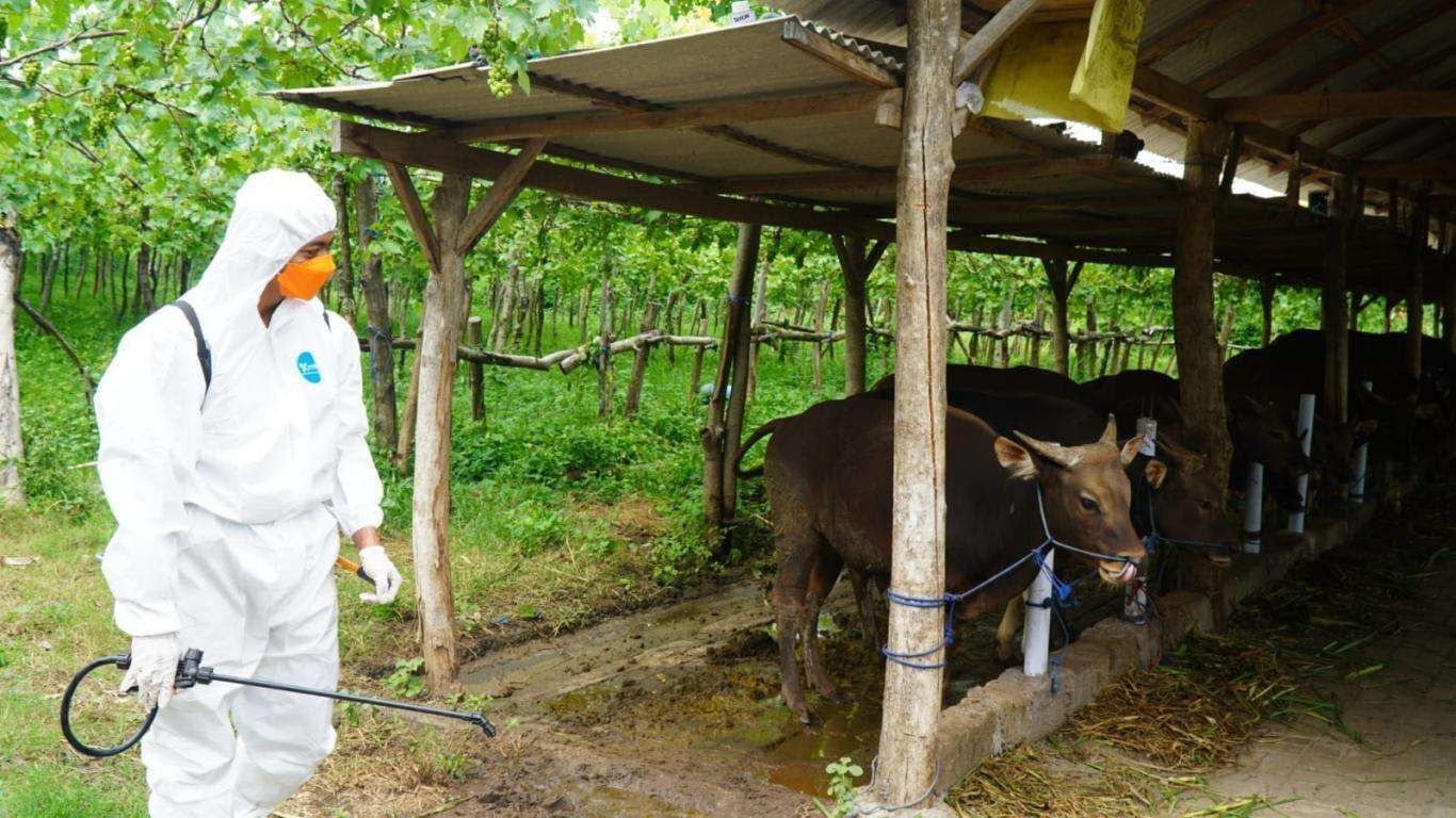 Kasus LSD di Gerokgak Terkendali, Lalu Lintas Sapi Ditutup Sementara