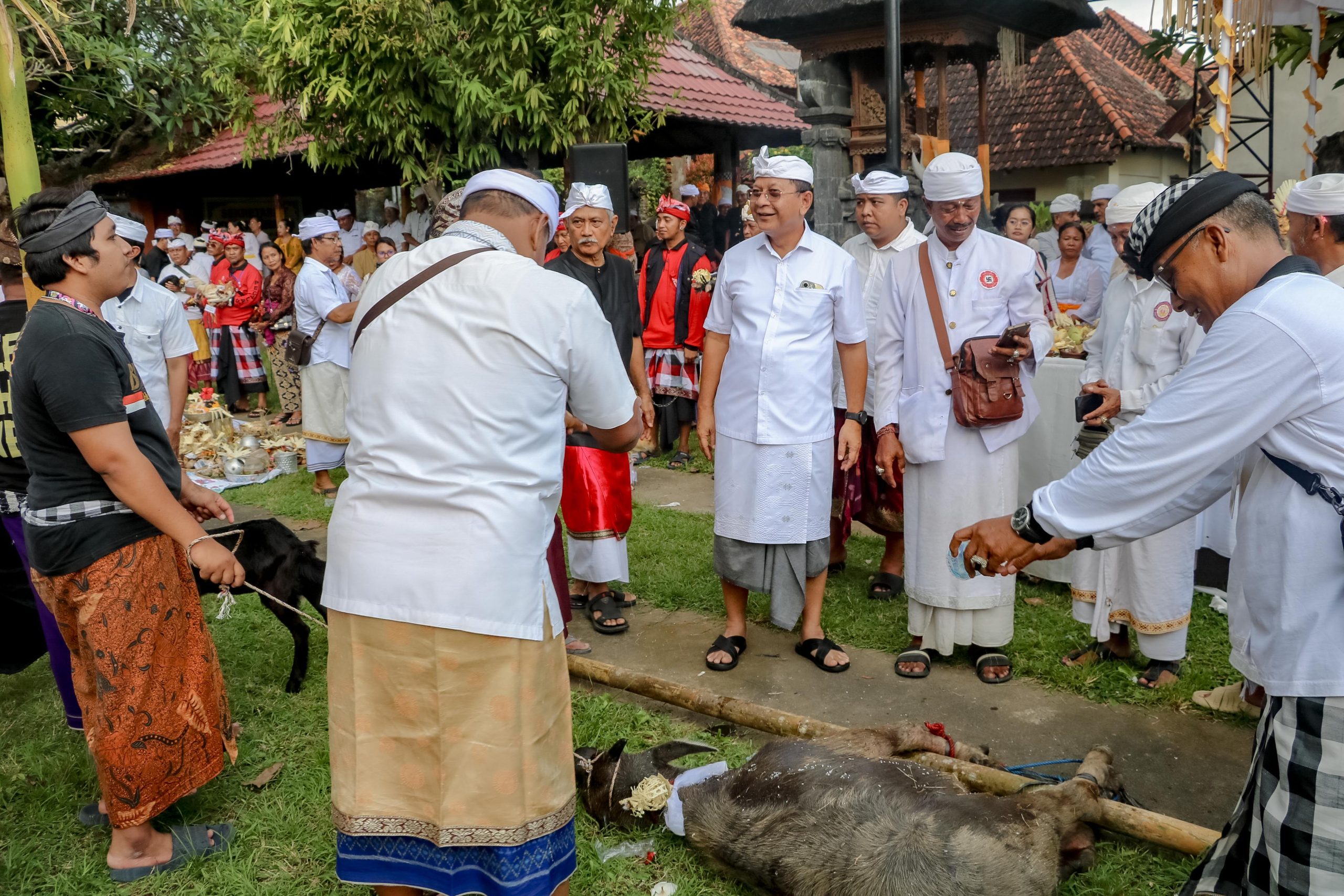 Jelang Tawur Kesanga, Bupati Sutjidra Ikuti Mapepada di Desa Adat Buleleng