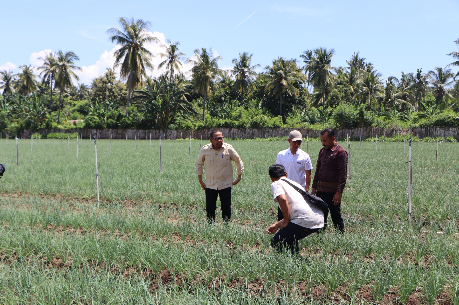 Pemkab Buleleng Perkuat Komitmen Ketahanan Pangan, Sambut Kunjungan Kepala Staf Kepresidenan di Sentra Bawang Gerokgak