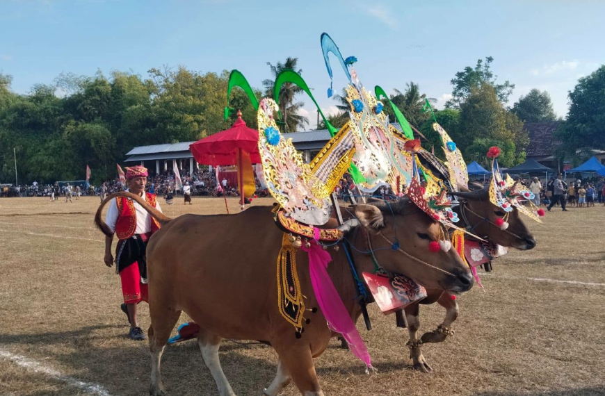 Lomba Sampi Grumbungan Meriahkan Lovina Festival 2026, Tradisi Leluhur dan Peternakan Sapi Bali Terus Dijaga