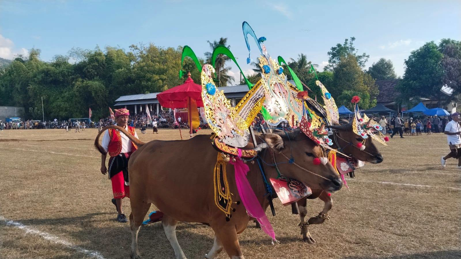 Lomba Sampi Grumbungan Meriahkan Lovina Festival 2026, Tradisi Leluhur dan Peternakan Sapi Bali Terus Dijaga