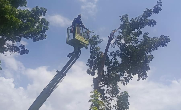 Green RTH Buleleng Hadirkan Layanan Digital Pemangkasan Pohon, Warga Tak Perlu Datang ke Kantor